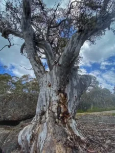 Large native Australian tree with textured trunk and branches under a cloudy sky in bushland setting